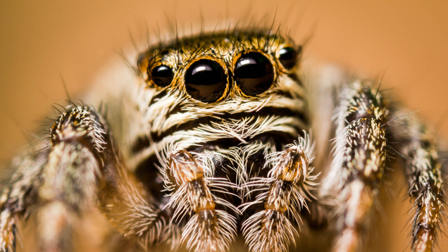 Illustration for article titled 9 Photos That Prove Spiders Can Be Cute When They’re Not Eating Your Dog
